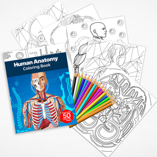 50 Human Anatomy Printable Coloring Pages For Kids & Adults (INSTANT DOWNLOAD)